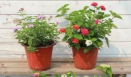 迪拜爆料网赌视频大全最新,揭秘网络赌博的黑暗面